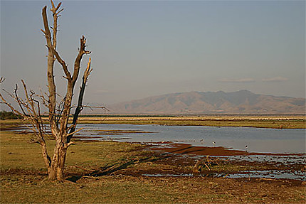 Vue sur le Serengeti