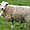 Mouton dans le prieuré