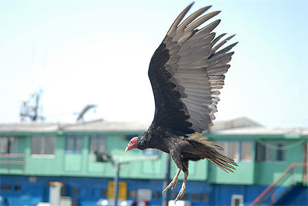 Le vautour du port