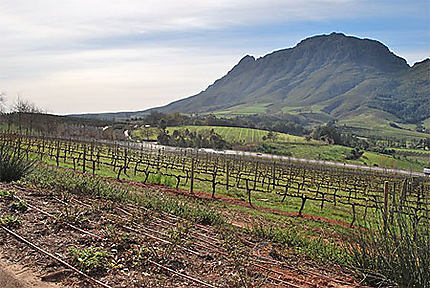 Paysage entre Franschoek et Stellenbosch