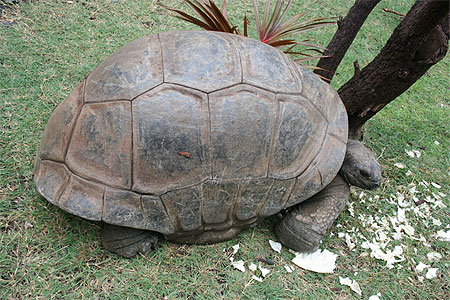 La tortue géante des Seychelles La tortue géante des Seychelles
