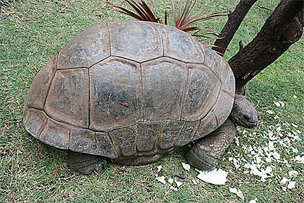 La tortue géante des Seychelles 