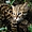 Chat léopard au Laos