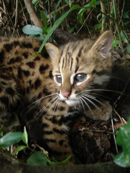 Chat léopard au Laos