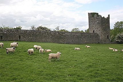 Moutons dans le prieuré
