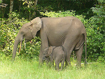 Eléphant et son petit