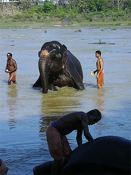Bain des éléphants au Kérala