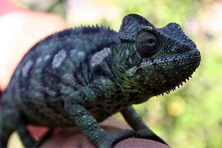 Caméléon de Madagascar