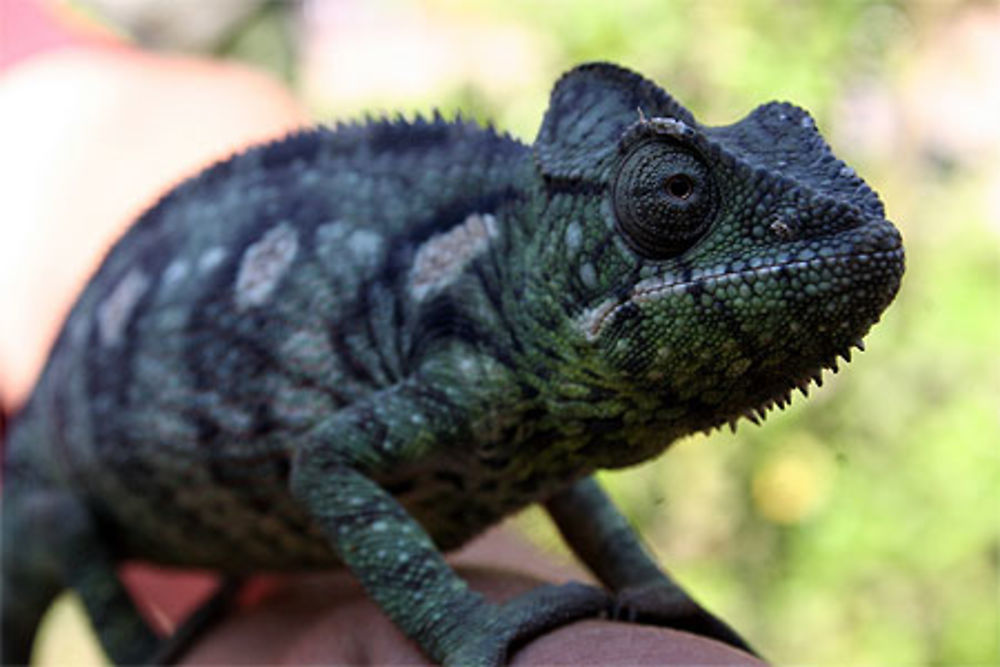 Caméléon de Madagascar