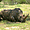 Rhino à TShukudu
