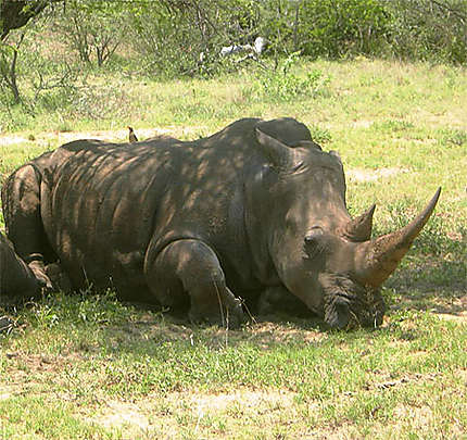 Rhino à TShukudu