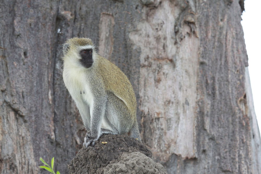 Un petit singe vervet