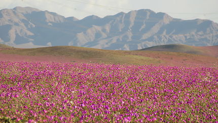 Désert d'Atacama fleuri en 2017