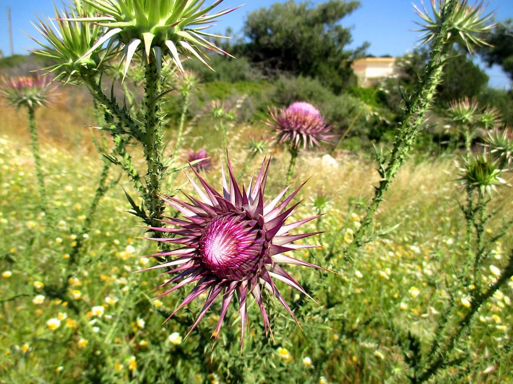 Fleurs de chardon 