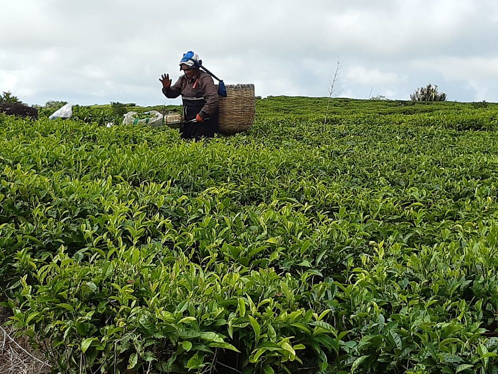 Plantation de thé 