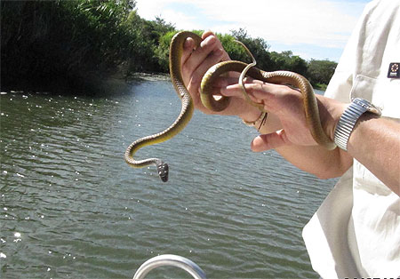 Python d'eau Python d'eau