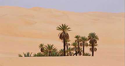 Oasis du Sahara