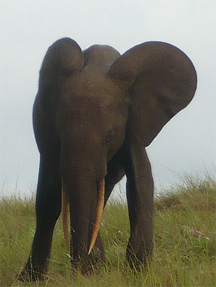 Eléphant en bord de plage