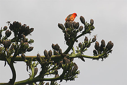 Un cardinal sur un arbre