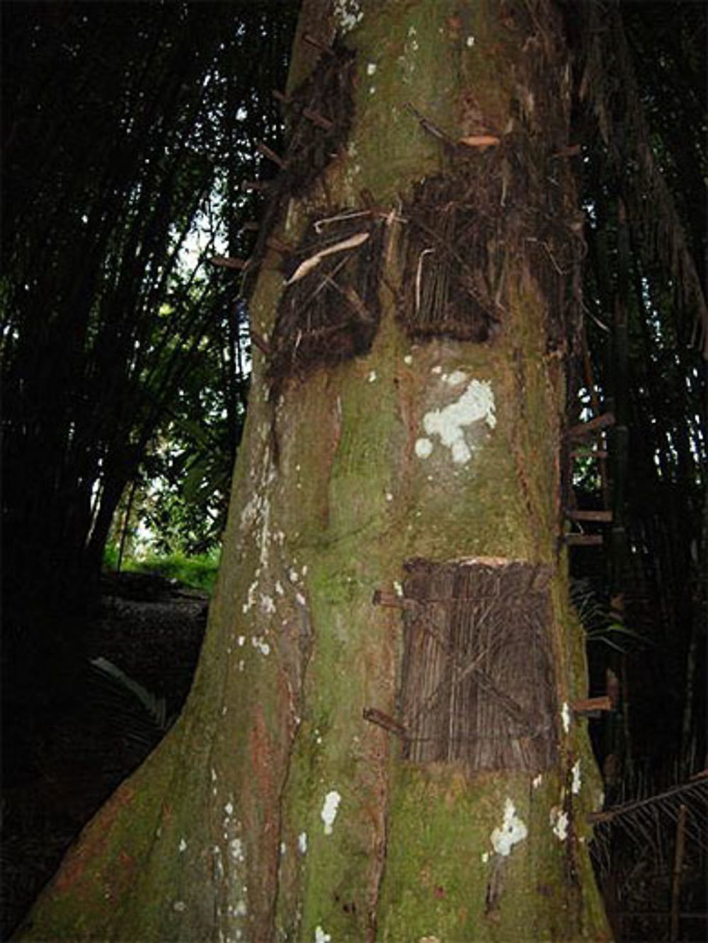 Tombes d'enfants dans un arbre