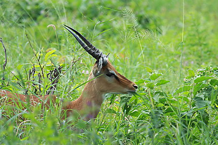 Jeune male impala