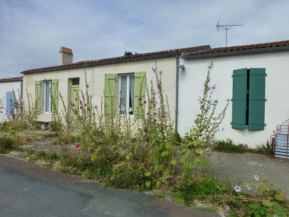 Roses trémières sur l'Île d'Aix