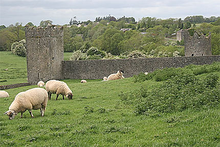 Les moutons dans le prieuré