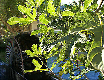 Ssoleil sur les feuilles de figuier