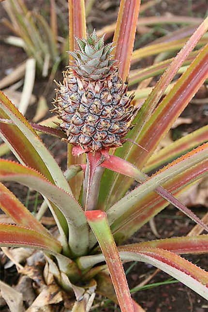 Ananas victoria