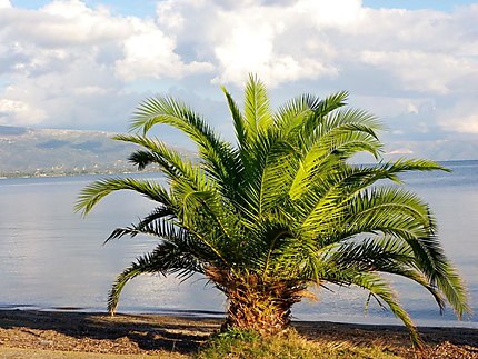 Palmier en bord de mer