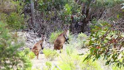 Kangourous près d'Hanson Bay