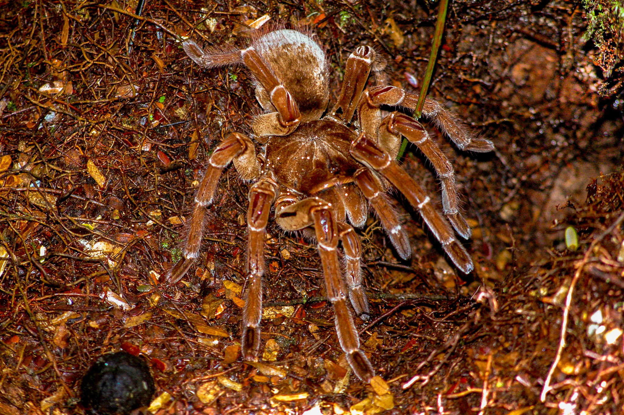 Mygale de Leblond ou araignée Goliath