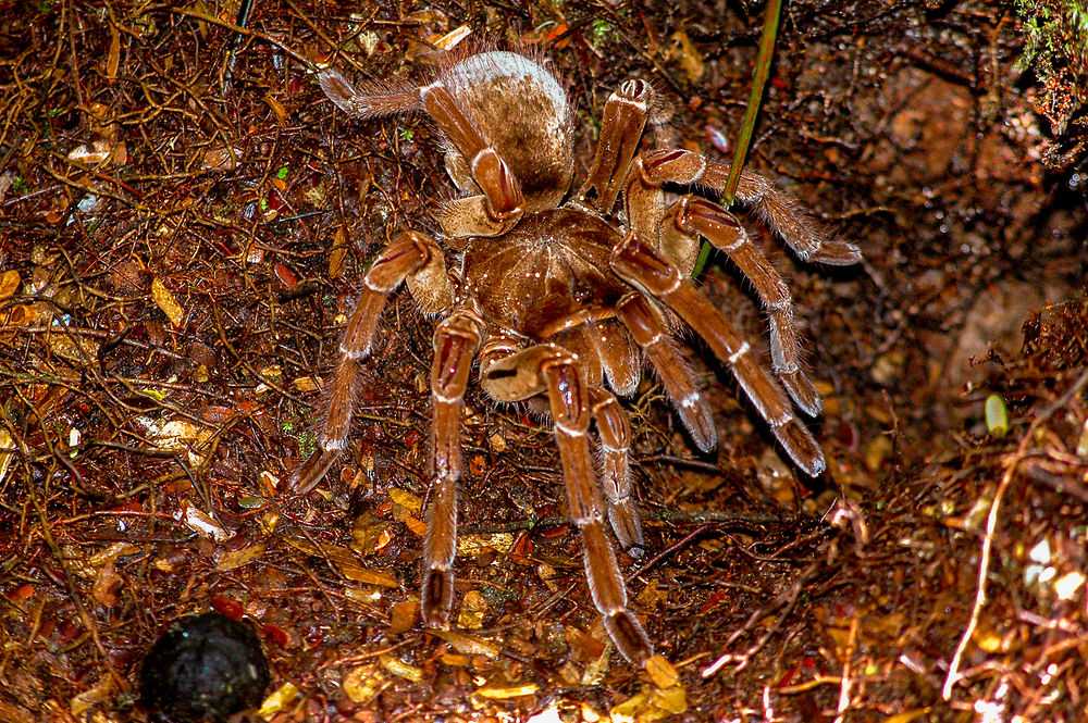 Mygale de Leblond ou araignée Goliath