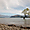 L'arbre solitaire (lac de Wanaka, Nouvelle-Zélande