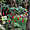 Fuchsia de Bolivie 