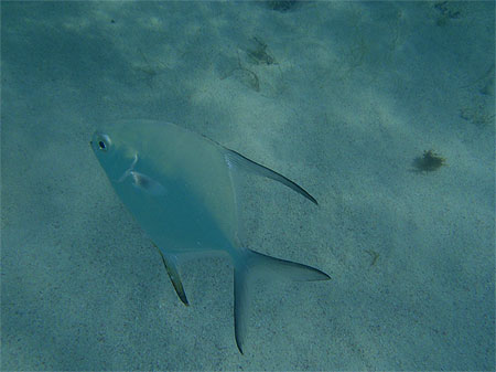 Snorkeling à Petite Terre Snorkeling à Petite Terre
