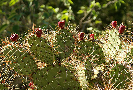 Soleil sur les cactus Soleil sur les cactus