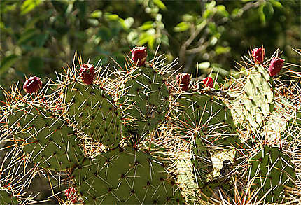 Soleil sur les cactus