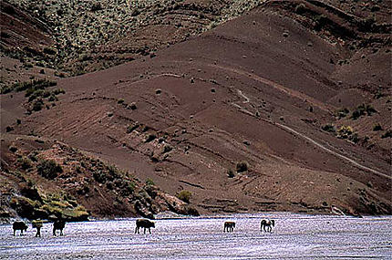 Bolivie, fleuve salé