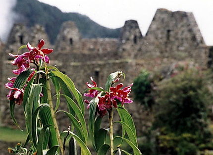 Orchidées au Machu Picchu