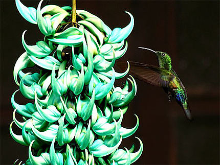 Colibri Falle-vert sur Liane de Jade