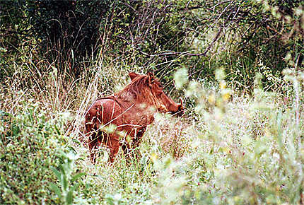 Phacochère ( Pumba ) ou Kenya Express