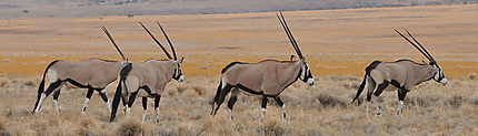 Wolwedans Oryx