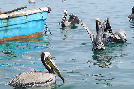 Pélicans de Puerto Lopez
