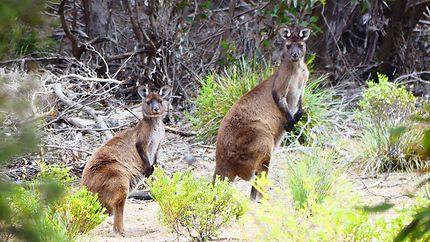 Kangourous près de Hanson Bay