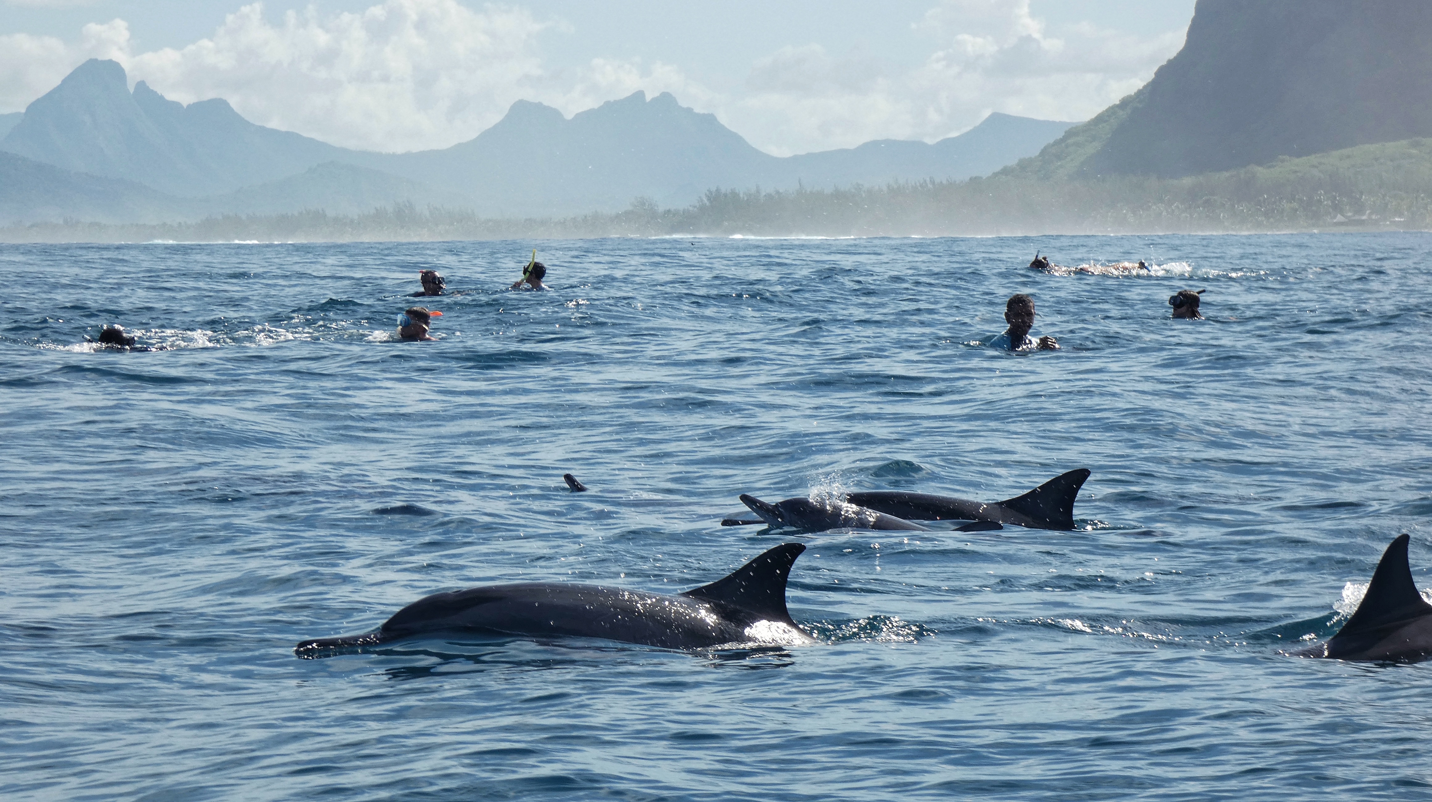 Excursion : Nager avec les dauphins 