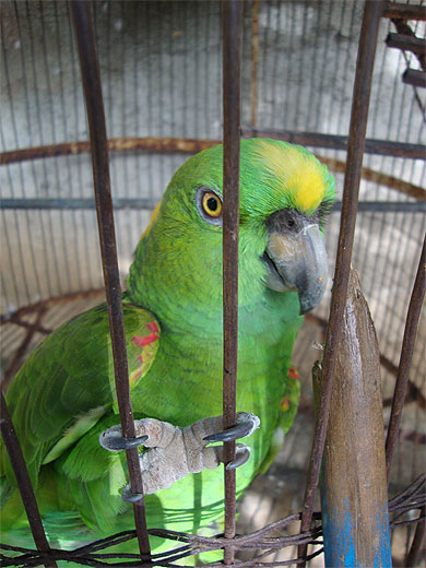 Perroquet Perroquet
