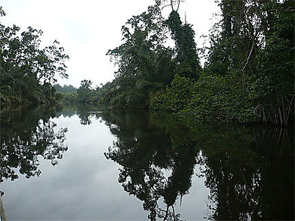 Rivière forêt akaka