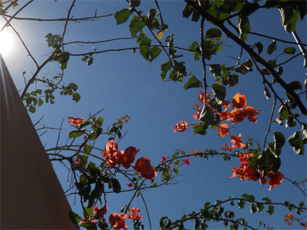 Bougainvillier, sur le chemin menant à l'aéroport