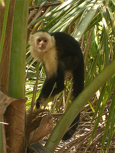 Singe Capucin Singe Capucin